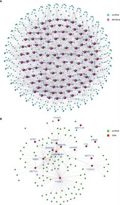 Identification of m6A- and ferroptosis-related lncRNA signature for predicting immune efficacy in hepatocellular carcinoma